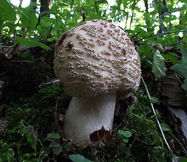 muchotrávka červenkastá Amanita rubescens Pers.