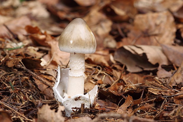 muchotrávka pošvatá Amanita vaginata (Bull.) Lam.