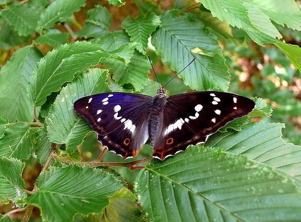 dúhovec väčší Apatura iris Linnaeus, 1758