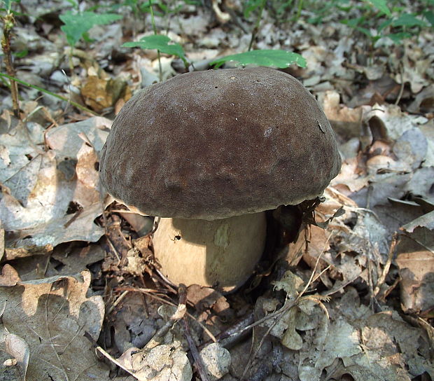 hríb bronzový Boletus aereus Bull. ex Fr.