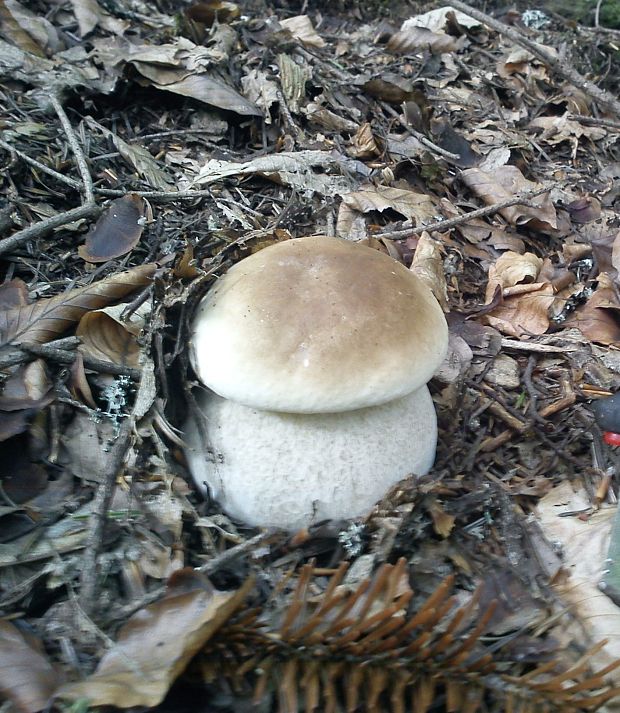 hríb smrekový Boletus edulis Bull.