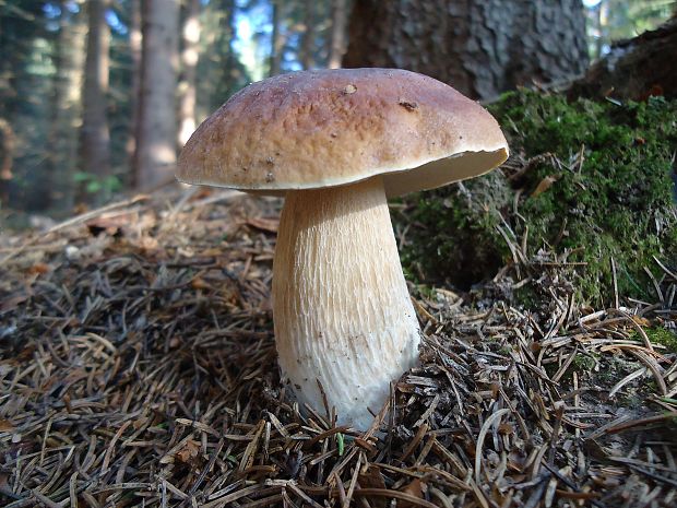 hríb smrekový Boletus edulis Bull.