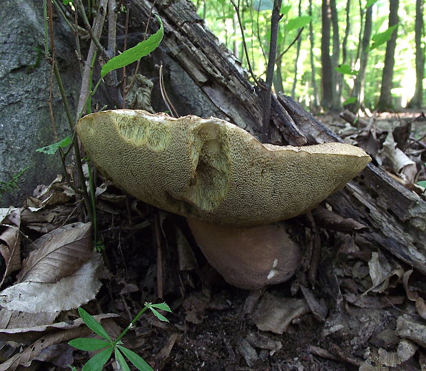 hríb dubový Boletus reticulatus Schaeff.