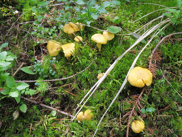 kuriatko Cantharellus sp.