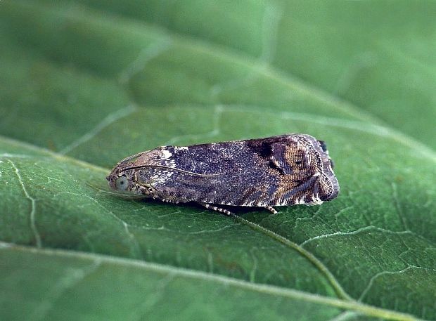 plodokaz (sk) / obaleč ořechový (cz) Cydia splendana Hübner, 1799