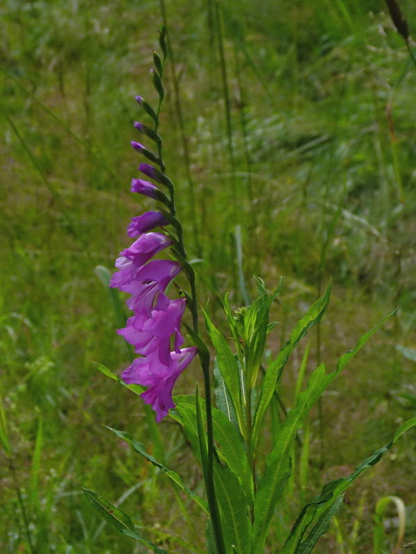 mečík škridlicovitý Gladiolus imbricatus L.