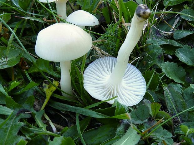 voskovka panenská - oblúkovka snehobiela Hygrocybe virginea var. virginea  (Wulfen) P.D. Orton & Watling 1969