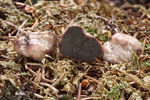 lúpavka Hysterangium sp.