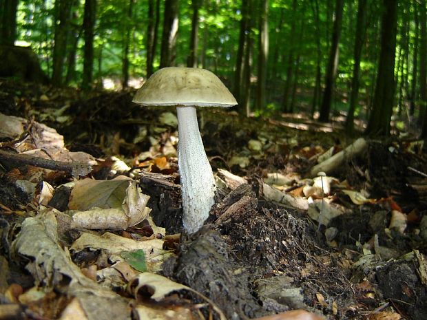 kozák hrabový Leccinum pseudoscabrum (Kallenb.) Šutara