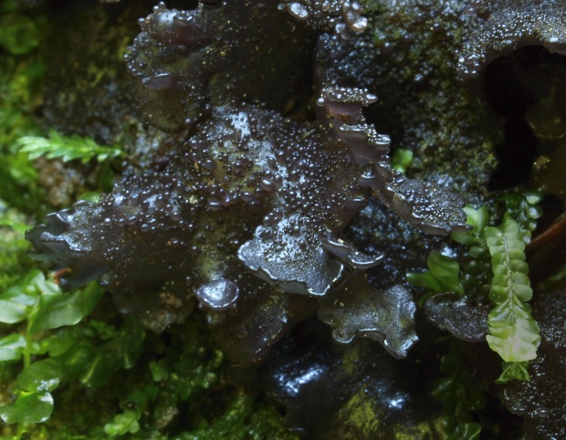 napúchavec / tenkomázdřík (cz) Leptogium sp. C.W. Dodge