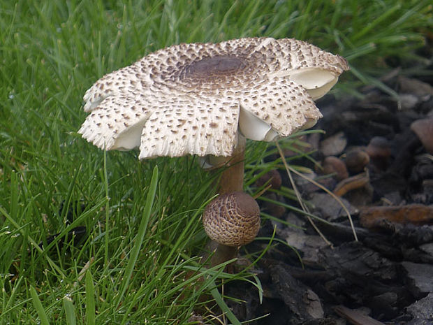 bedľovec Bresadolov Leucoagaricus americanus (Peck) Vellinga