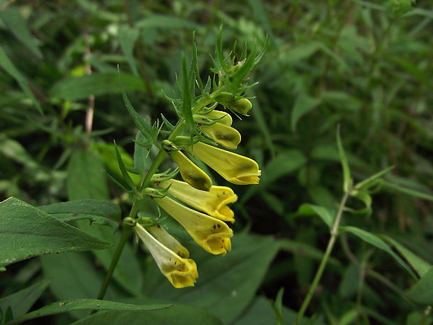 čermeľ lúčny Melampyrum pratense L.