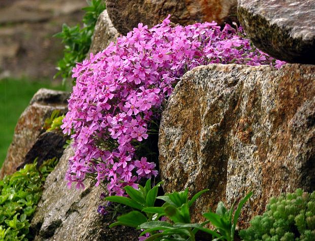 flox šidlolistý Phlox subulata L.