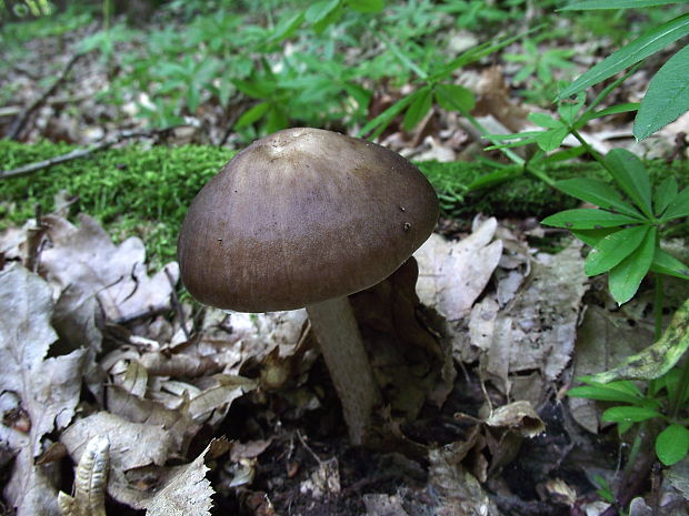 štítovka jelenia Pluteus cervinus (Schaeff.) P. Kumm.