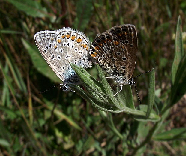 modráčik obyčajný Polyommatus icarus