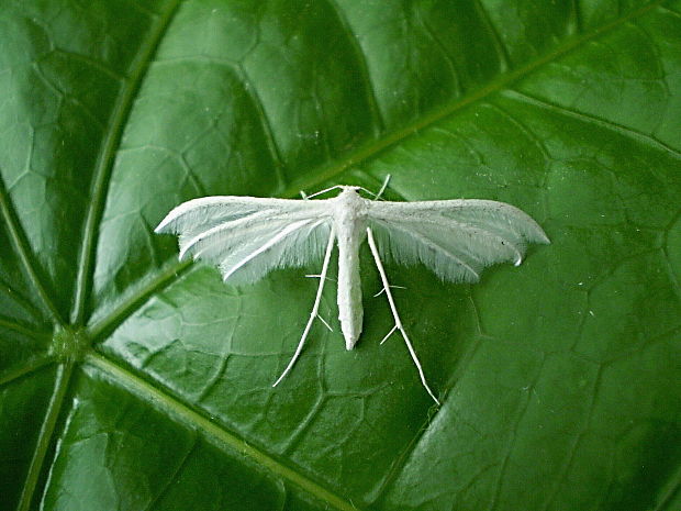 pierkavec povojový  Pterophorus pentadactyla