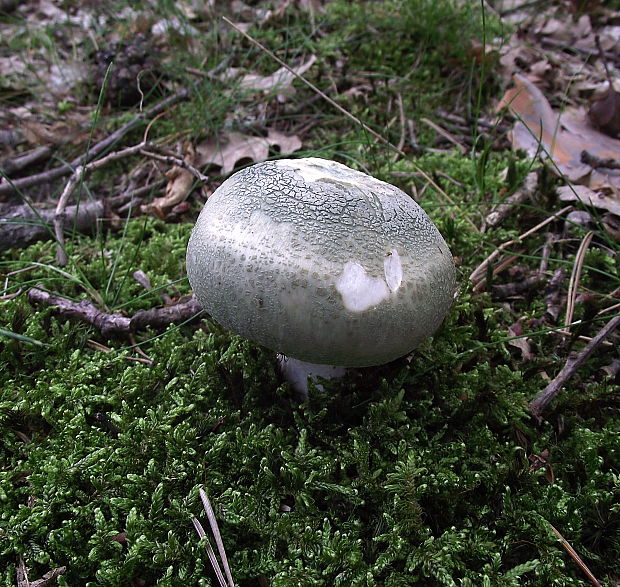 plávka zelenkastá Russula virescens (Schaeff.) Fr.