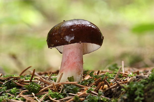 plávka vínovočervená Russula xerampelina (Schaeff.) Fr.