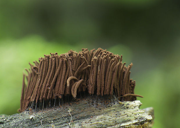 pazderka Stemonitis sp.