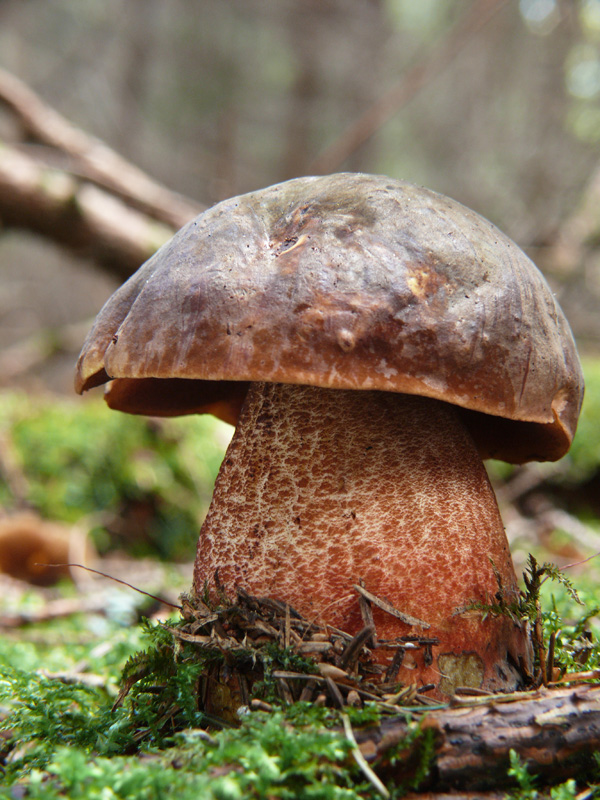 hríb zrnitohlúbikový Sutorius luridiformis (Rostk.) G. Wu & Zhu L. Yang