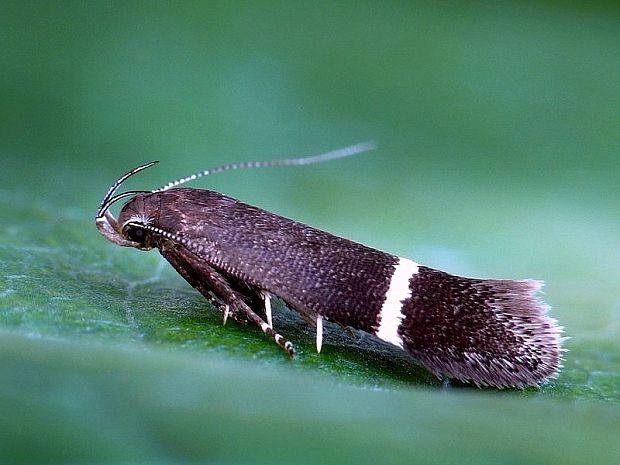 psota Syncopacma larseniella Gozmány, 1957