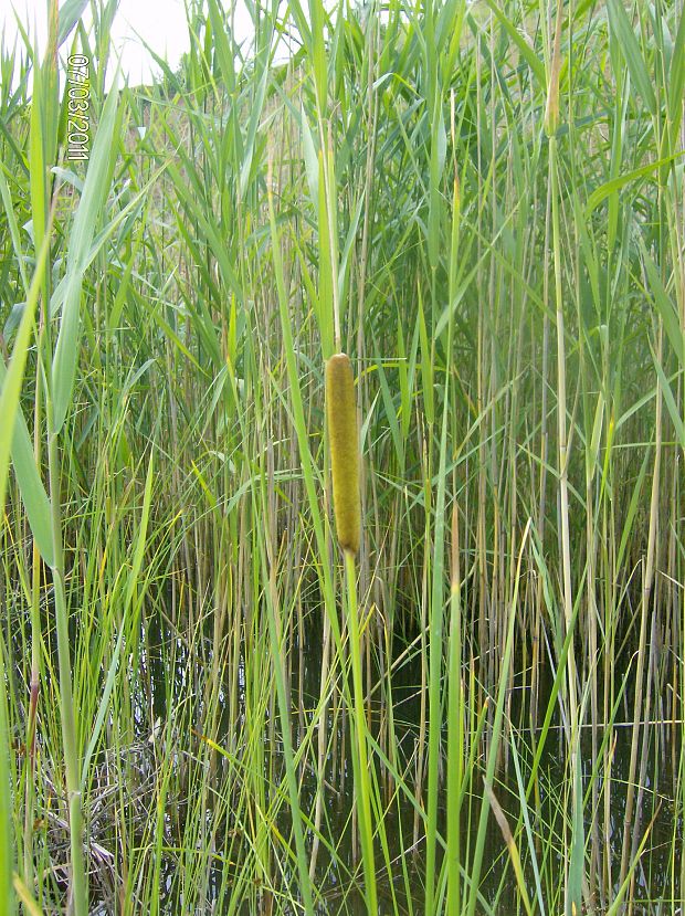 pálka laxmannova Typha laxmannii Lepech.