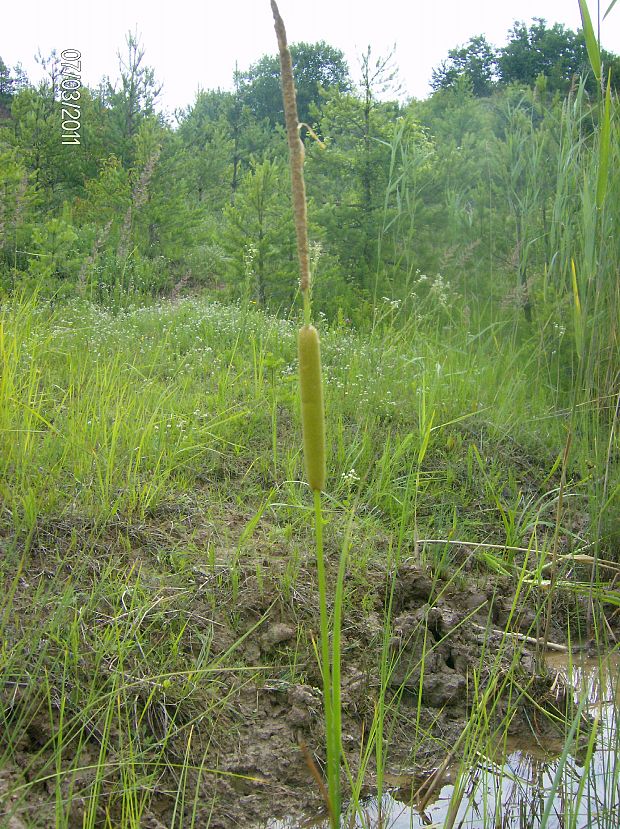 pálka laxmannova Typha laxmannii Lepech.