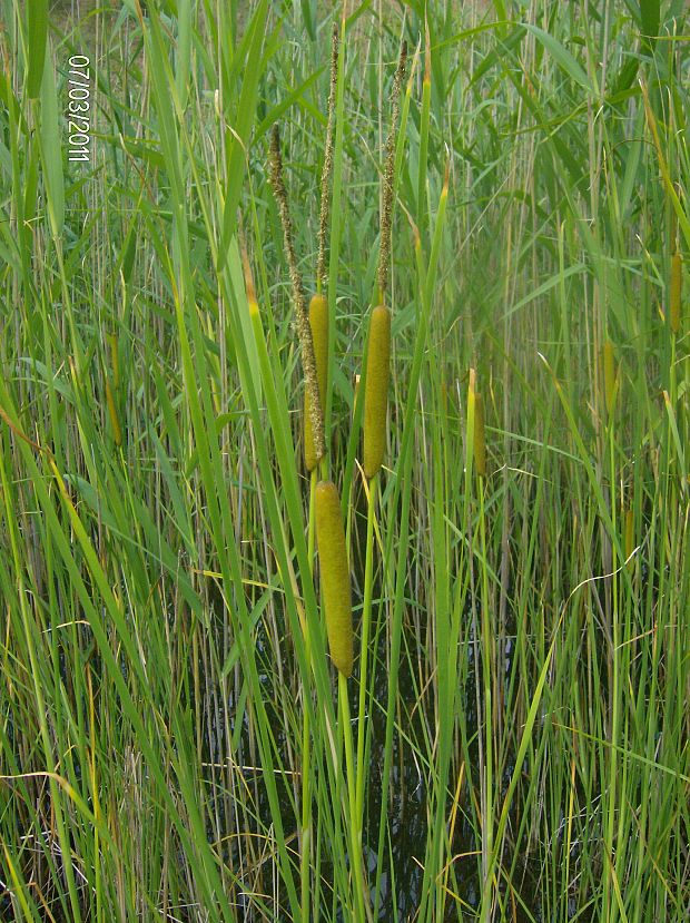 pálka laxmannova Typha laxmannii Lepech.