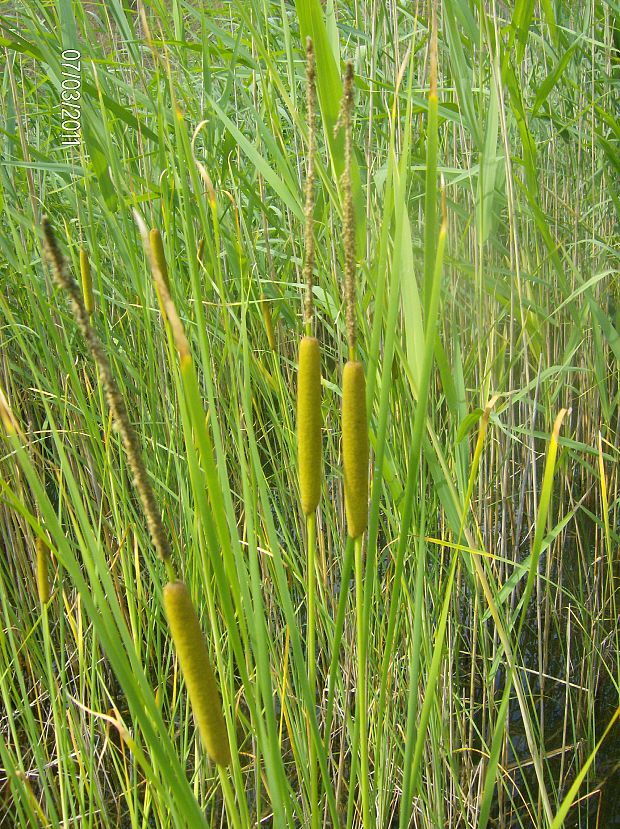 pálka laxmannova Typha laxmannii Lepech.