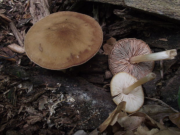 štítovka  Pluteus sp.