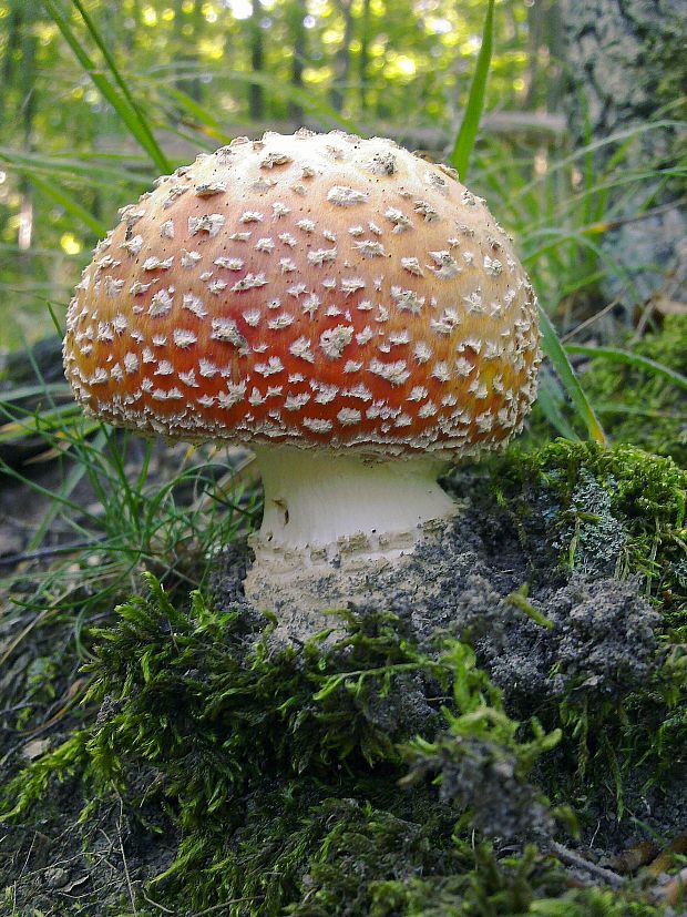 muchotrávka červená Amanita muscaria (L.) Lam.