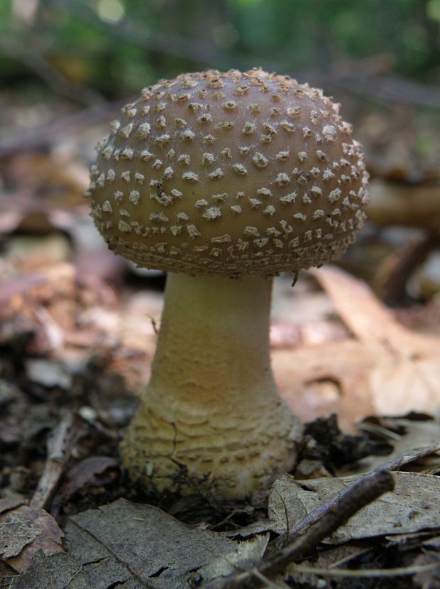 muchotrávka červenkastá Amanita rubescens Pers.