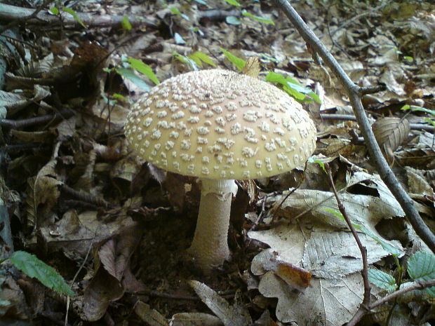 muchotrávka červenkastá Amanita rubescens Pers.