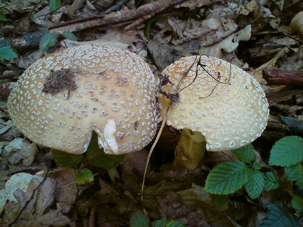 muchotrávka červenkastá Amanita rubescens Pers.