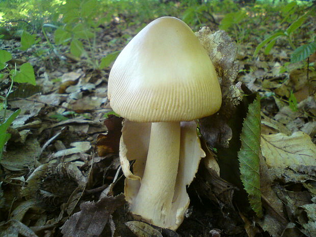 muchotrávka Amanita sp.