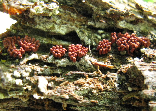 mištička nahá Arcyria denudata (L.) Wettst.