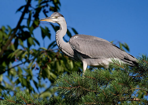 volavka popolavá Ardea cinerea