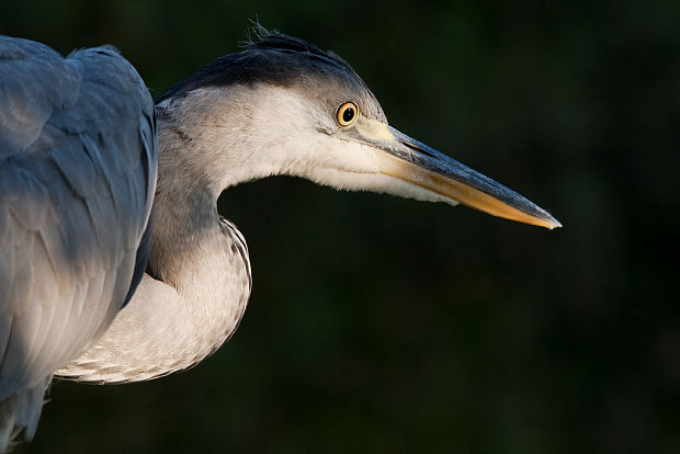 volavka popolavá Ardea cinerea