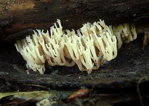 korunovec svietnikovitý Artomyces pyxidatus (Pers.) Jülich