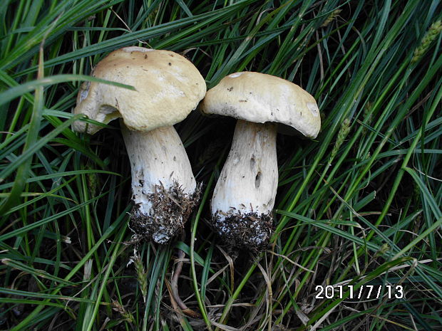 hríb smrekový Boletus edulis Bull.