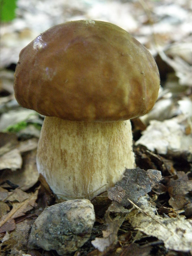 hríb dubový Boletus reticulatus Schaeff.