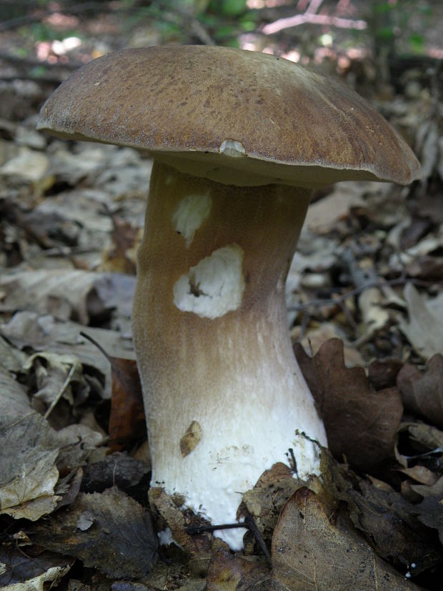 hríb dubový Boletus reticulatus Schaeff.