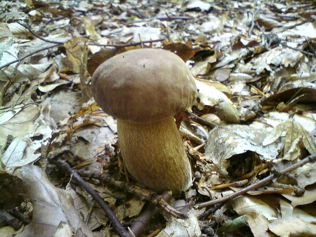 hríb dubový Boletus reticulatus Schaeff.