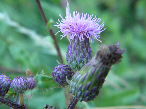 pichliač roľný Cirsium arvense (L.) Scop.