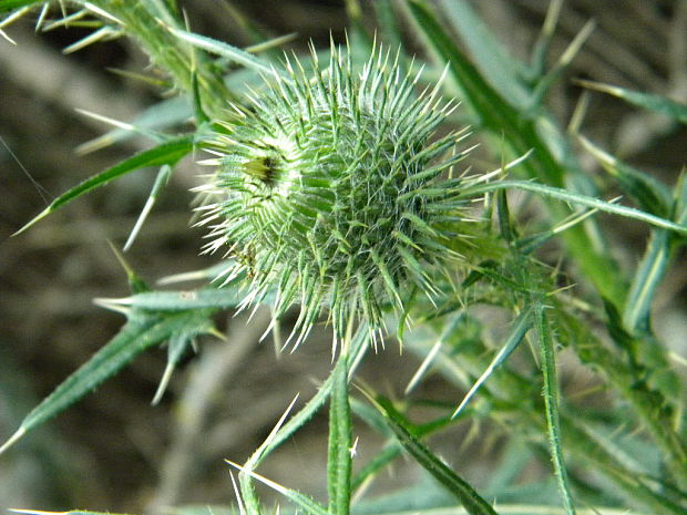 pichliač obyčajný Cirsium vulgare (Savi) Ten.