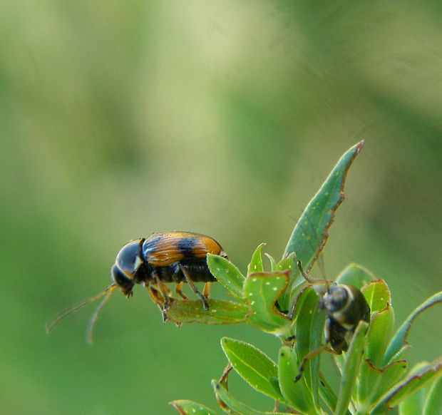 krytohlav Cryptocephalus moraei