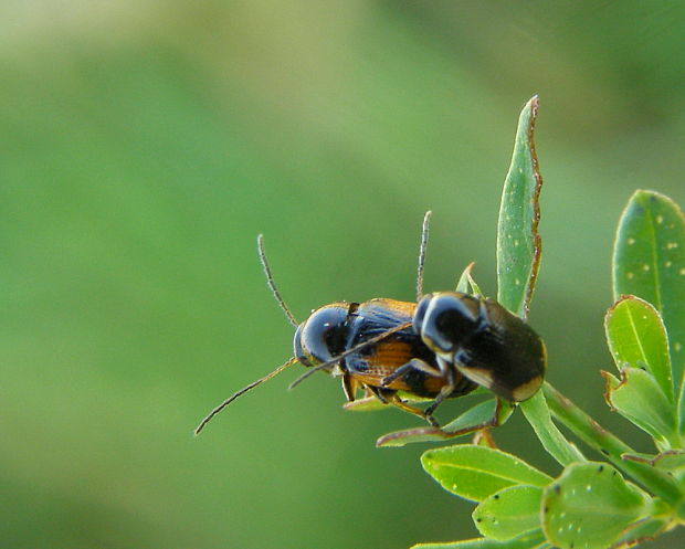 krytohlav Cryptocephalus moraei