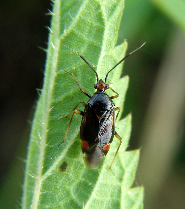 bzdoška Deraeocoris ruber