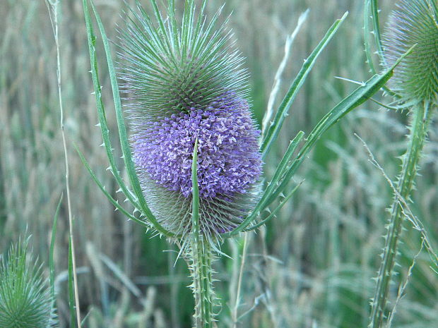 štetka lesná Dipsacus fullonum L.