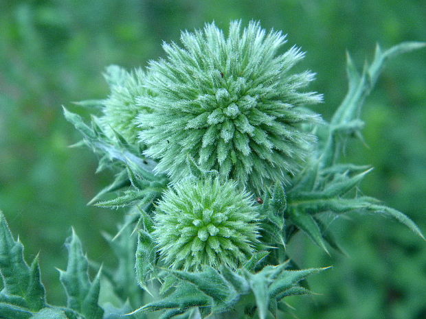 ježibaba guľatohlavá Echinops sphaerocephalus L.